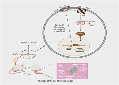 Role of hedgehog signaling in the pathogenesis and therapy of heterotopic ossification